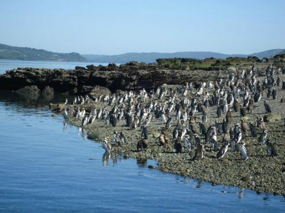 Colonia de pinguinos Magallanes en Islote Conejo
