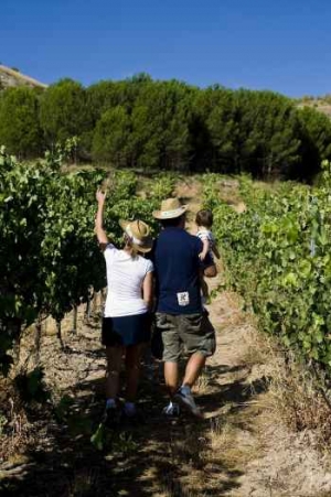 Un millón de euros para promocionar la ruta del vino Ribera del Duero