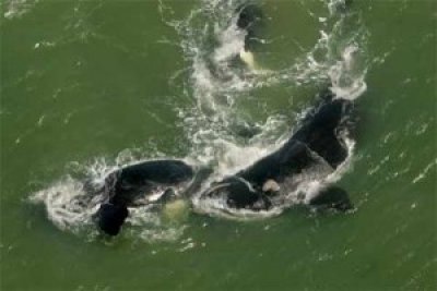 Comienza en Uruguay la &ldquo;8&ordf; Temporada de Avistamiento de Ballenas&rdquo;