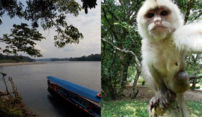 Capuchinos, oro y anacondas: la belleza natural de Misahualli, en la amazonia ecuatoriana.