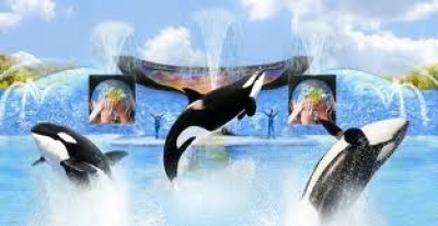 SeaWorld Parks fortalece sus &aacute;reas en latinom&eacute;rica