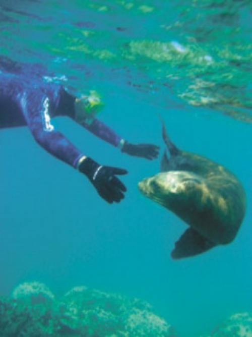 Para buzos certificados, una experiencia &uacute;nica con lobos marinos en Puerto Madryn