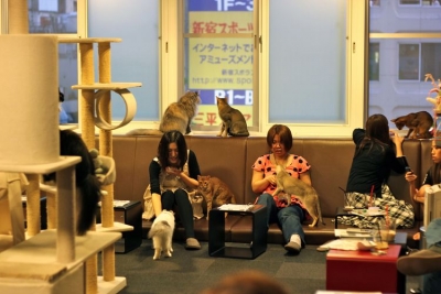 La falta de espacio en Tokio gener&oacute; los caf&eacute;s de gatos donde los nipones concurren a acariciarlos, a mimarlos. All&iacute; no hay lugar para construir hoteles "por las dudas" o por...