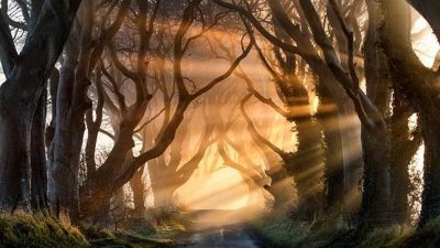 El túnel de árboles de The Dark Hedges