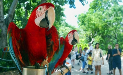 Miami decide en las urnas si quiere un hotel en el parque Jungle Island