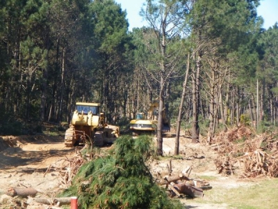 La realidad de La Paloma y adyacencias hoy.  La piqueta fatal del progreso, la maldici&oacute;n de Malinche y otras yerbas, movilizan hasta al m&aacute;s pintado...&iquest;Pintado?