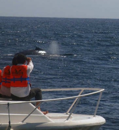 &iexcl;Y llegaron las ballenas!