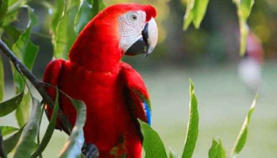 Honduras, el paraíso de la biodiversidad
