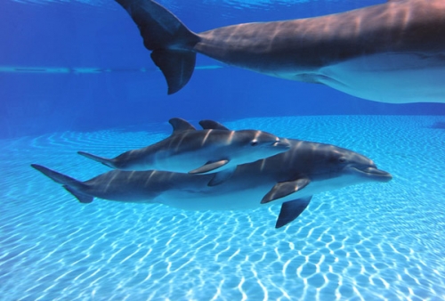 Las Vegas, para&iacute;so elegido