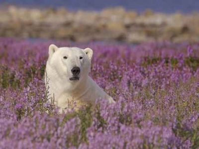 4 Lodges "Casa del &Aacute;rtico" Wilderness