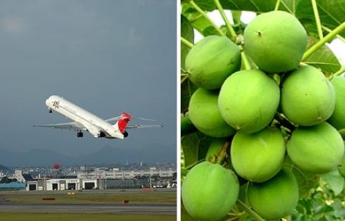 Una aerol&iacute;nea mexicana probar&aacute; por primera vez el biocombustible