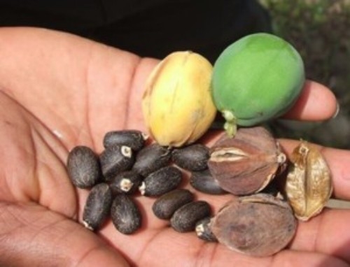 Asociaci&oacute;n de Jatropha present&oacute; plan de biocombustible brasile&ntilde;o en IATA  