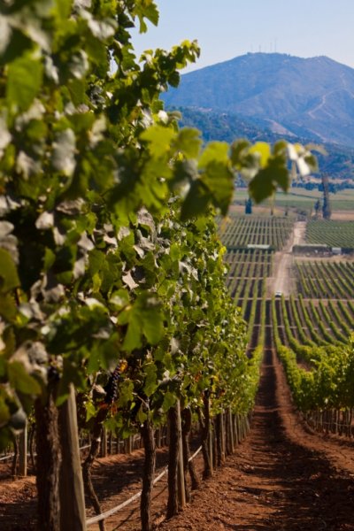 Valpara&iacute;so y Valle de Casablanca se convertir&aacute;n en una de las diez capitales mundiales del vino