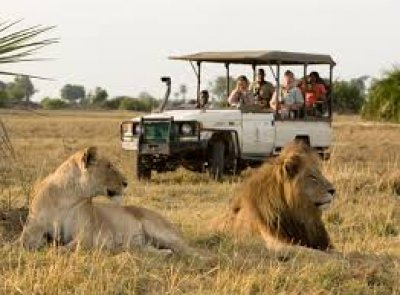 El &Eacute;bola hunde las reservas de safaris pese a estar a 3.000 kil&oacute;metros de distancia
