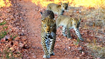 Tanzania, Malaui, Zambia y sus fieras