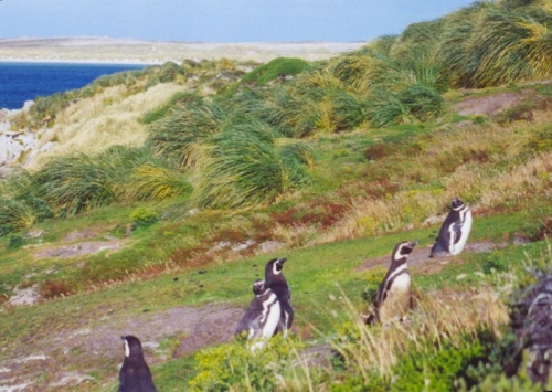 Sobre Las Malvinas y la buena fe