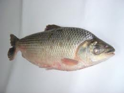 Lanzamiento de la 'Fiesta del S&aacute;balo'