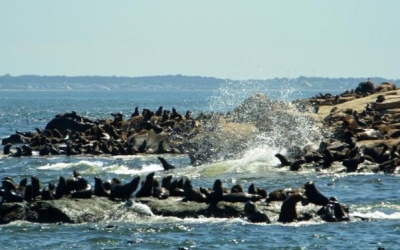 Isla de Lobos, la Isla del Tesoro en la costa uruguaya