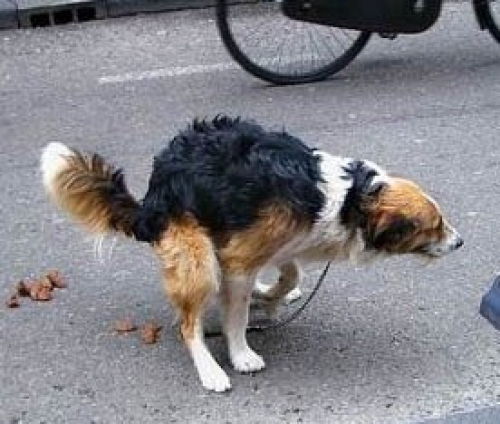 Incentivos en China: ganar&aacute;n oro por recoger excrementos de perro