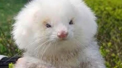 En La Salada venden ratas como Caniche Toy