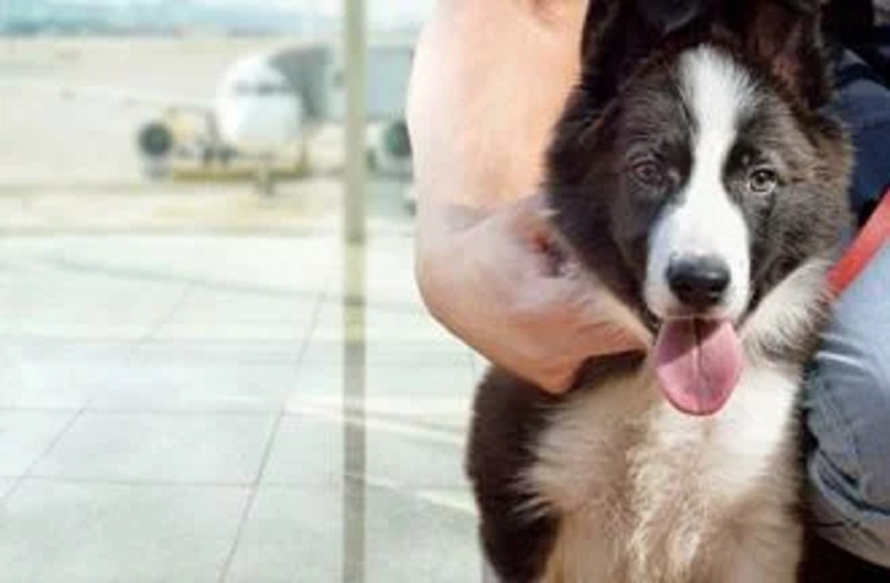 Directrices de IATA para los viajes con mascotas en cabina