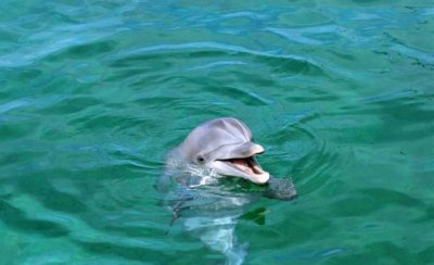 Mar uruguayo fue declarado "Santuario de ballenas y delfines"