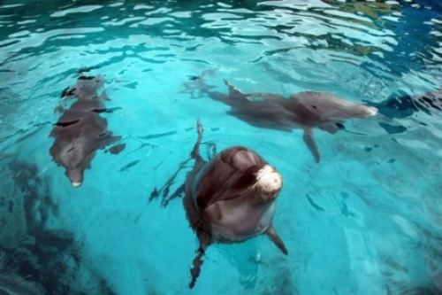 Cuando los delfines son las estrellas