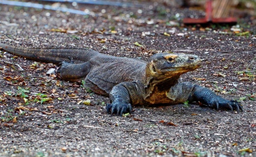 Adi&oacute;s al turismo de dragones: Indonesia cerrar&aacute; Komodo en 2020