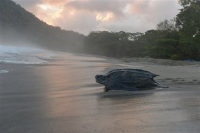 Retornan las tortugas gigantes al Caribe  