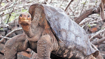 Un emblema de las islas. La tortuga Gal&aacute;pago puede vivir hasta 170 a&ntilde;os y llega a pesar 220 kilos.