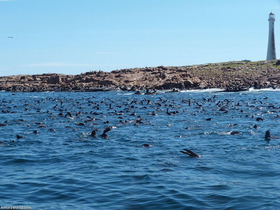 Isla e Islote de Lobos ingresa al Sistema Nacional de &Aacute;reas Protegidas de Uruguay