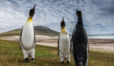 Las Malvinas, elegidas como el mejor destino de Vida Silvestre y Naturaleza del mundo
