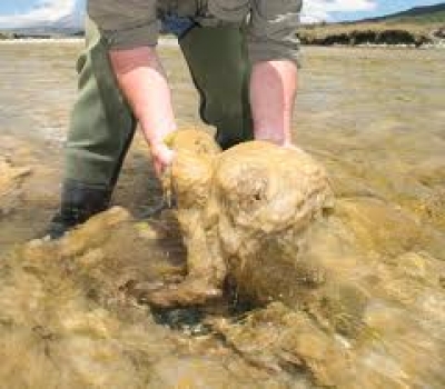 Alga se expande en r&iacute;os del sur de Chile