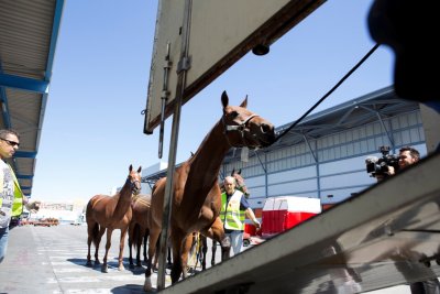 LAN CARGO transportó 50 caballos de polo desde Miami a Madrid