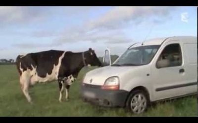 ¿La vaca siempre gana?