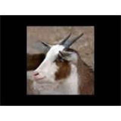 Aval y derivados: "Sal de ah&iacute; prensita chivita, sal de ah&iacute;, de ese lugar..."