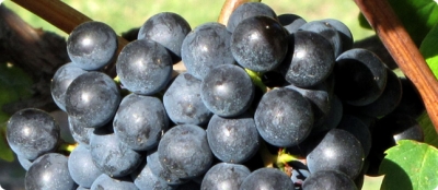 Grupo interdisciplinario de UdelaR revela los secretos de la uva emblem&aacute;tica del Uruguay