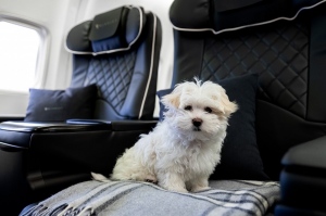 Mascotas en aviones: por qué ricos y famosos viajan con animales
