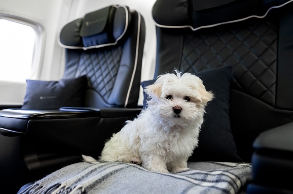 Mascotas en aviones: por qu&eacute; ricos y famosos viajan con animales