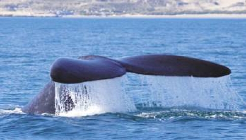 Editan la primera versi&oacute;n local de la gu&iacute;a Michel&iacute;n y la Argentina ya tiene sus "estrellas"