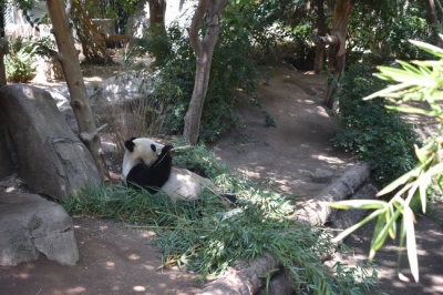 Zoo de San Diego y Gaslamp Quarter
