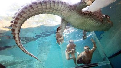 La &laquo;jaula de la muerte&raquo;: 15 minutos en el agua con un cocodrilo gigante