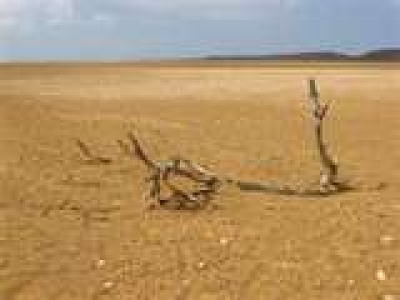 Subasta desierta y cielos abiertos: &iquest;escenario posible?