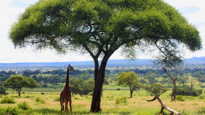 Tarangire, el eterno efímero de Tanzania
