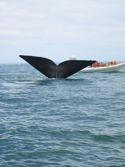Avistaje de ballenas y ping&uuml;inos en la Patagonia Argentina