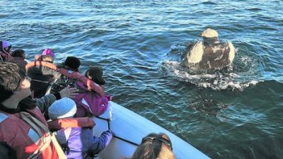 Chubut: las ballenas regalaron su show y fueron la atracci&oacute;n del fin de semana largo