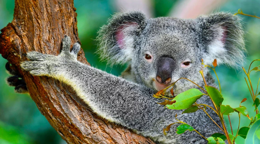Australia – Circuitos